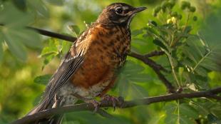 American Robin juvenile