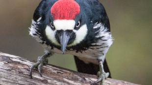 An Acorn Woodpecker facing forward and staring intensely, giving a "stare down" look; the red patch on top of its lowered head bright against the black body feathers. 