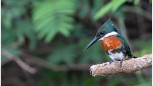 Amazon Kingfisher