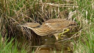 American Bittern