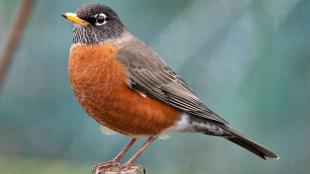 American Robin perched