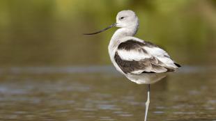 American Avocet standing on one leg