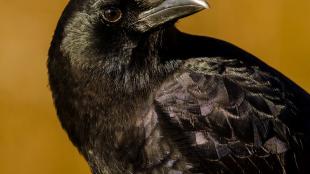 American Crow in closeup, it's head turned toward its left shoulder, feathers gleaming in the sun