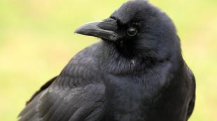 American Crow facing viewer, head turned to its right shoulder.