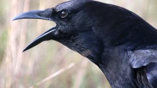 American Crow calling "Caw caw"