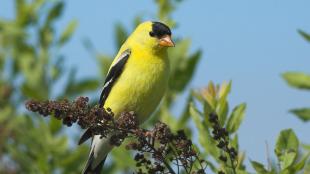 American Goldfinch