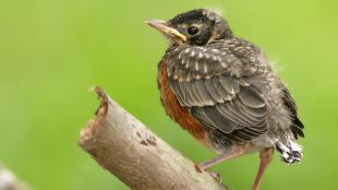 A young American Robin fledgling perched on a branch against a diffuse green background