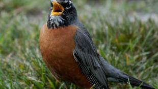 American Robin singing