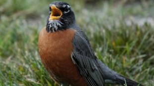 American Robin singing