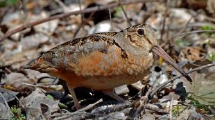 American Woodcock walking over fallen leaves and twigs