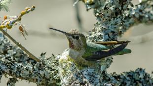 Una colibrí hembra sentada en un nido hecho de líquen y seda de araña. 