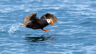 A Tufted Puffin taking off in flight, still close enough to the ocean's surface to kick up water with his feet.