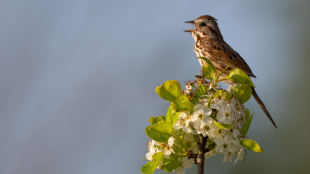 A Song Sparrow singing from a flowery branch against a blue background.