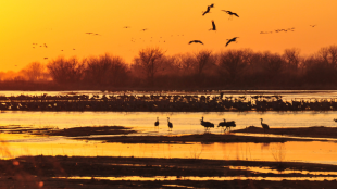 Sandhill Cranes swirl above sandbars in the Platte River under a yellow-orange sunset