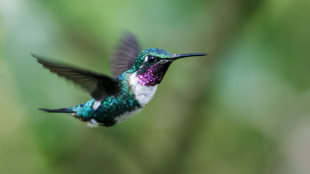 A White-bellied Woodstar hummingbird flying against a green background.