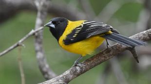 Audubon's Oriole