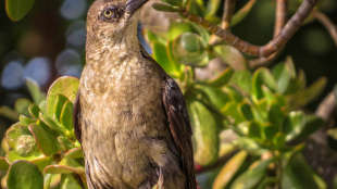 A female Great-tailed Grackle with her head tilted to the side