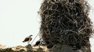 Two Osprey stand next to a towering stick nest several times taller than the standing birds.