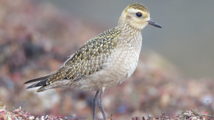 An American Golden-Plover in nonbreeding plumage on the beach