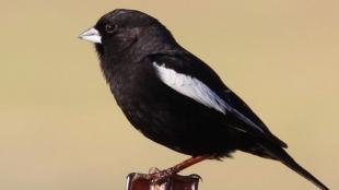 A male Lark Bunting in breeding plumage standing in profile, with mostly black feathers except for a white patch on the wing.