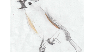 A colored sketch of a Tufted Titmouse perching on a twig and calling