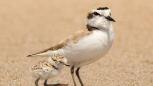 A Snowy Plover adult and chick walking across a sandy background.