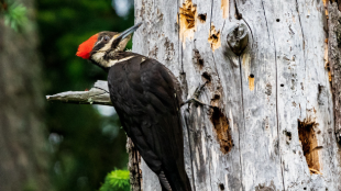 Un pájaro carpintero de color negro, blanco y rojo trepando a un árbol muerto