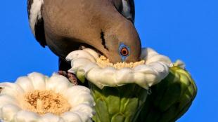 A White-winged Dove with its face in the white, pollen-rich flower of a Saguaro Cactus.