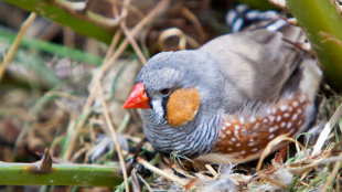 A Zebra Finch sits on a nest