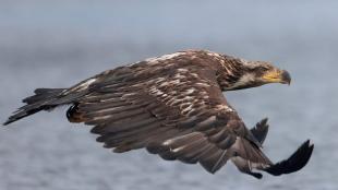 A Bald Eagle in sub-adult brown plumage flying over open water. 