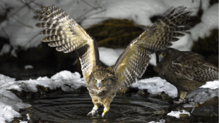 A Blakiston's Fish Owl catching a fish in a stream with wings spread