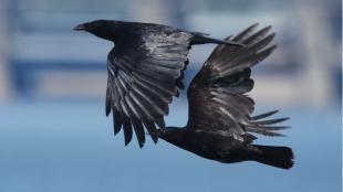 Two Fish Crows flying over water against a city in the background.