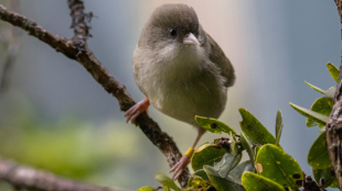 An 'akikiki perches on a branch