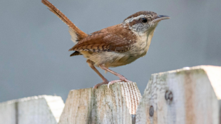 A Carolina Wren perches on a fencetop with tail cocked