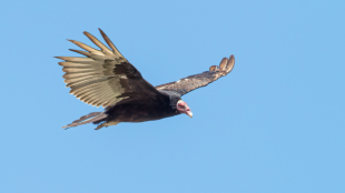 A turkey vulture in flight against a blue sky