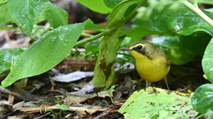 A yellow, olive, and black colored Kentucky Warbler standing on the ground beneath green leaves.