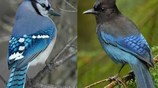 Blue Jay left, by Tom Robbins; Steller's Jay right, by Jacob McGinnis