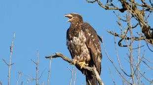 Juvenile Bald Eagle