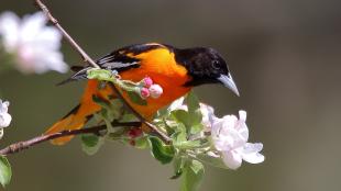 Una calandria o oriole de baltimore anaranjada y negra posada en una ramita en flor.