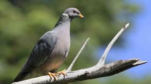 Band-tailed Pigeon