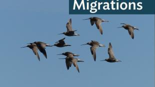 Flock of Bar-tailed Godwits in flight against a clear sky