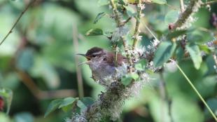 Bewick's Wren