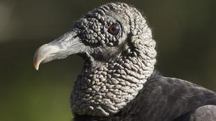 Black Vulture