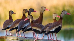 Una pequeña bandada de patos delgados, se llaman pijijes alas blanca, con picos de color naranja brillante y vientres negros encaramados en un tronco