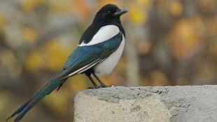 Black-billed Magpie showing its black head and beak, white breast, iridescent blue green wings and white shoulder