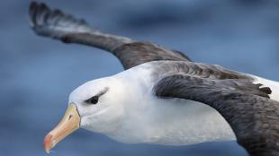 Black-browed Albatross