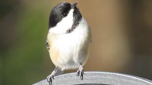 Black-capped Chickadee