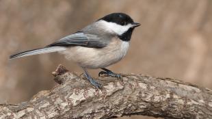 A small grey and buff bird with black "cap" coloring on its white head