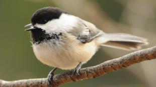 Black-capped Chickadee calling