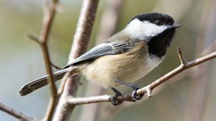 Black-capped Chickadee perched on branch